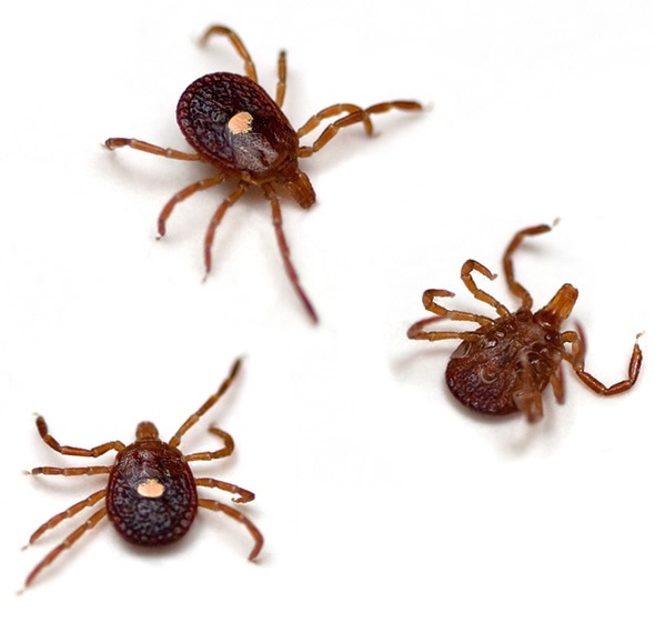 Lone Star Ticks (Amblyomma americanum) - Image Copyright: Melinda Fawver